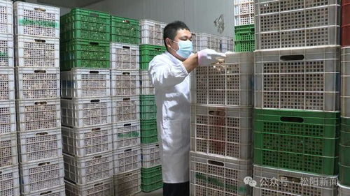 首批 松阳香菇即将 出海